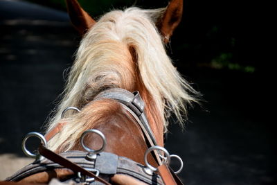 Close-up of a harnessed horse