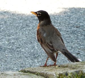 Close-up of bird