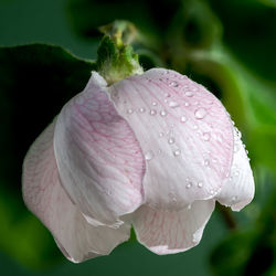 Close-up of raindrops on flower