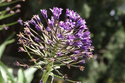 Close-up of purple flowers