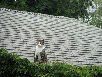 Low angle view of cat sitting by plants on roof