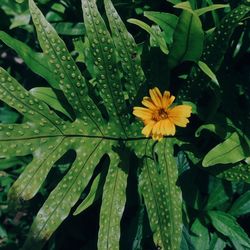 Close-up of wet yellow flowering plants