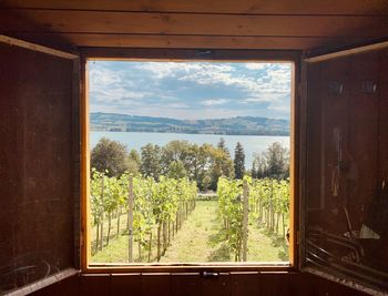 Vineyard seen through window