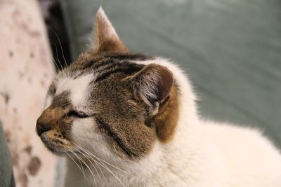 Close-up of cat sleeping