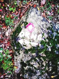 High angle view of flower trees in forest