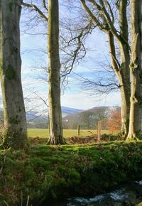 Trees on field against sky