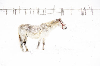 White horse on snow field