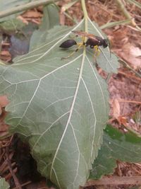 Close-up of insect on plant