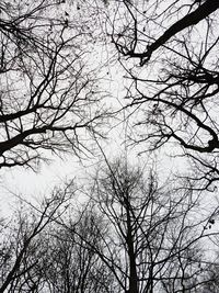 Low angle view of bare trees against sky