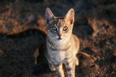 Close-up portrait of cat