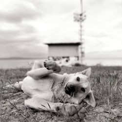 mammal