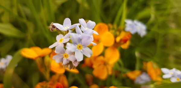 Close-up of white flowering plant