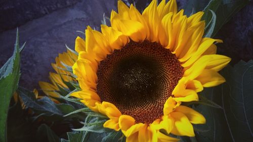 Close-up of fresh sunflower blooming outdoors