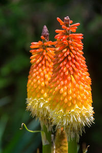 Close-up of red flowering plant