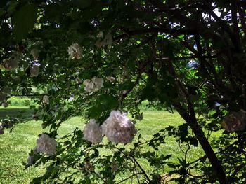 Plants growing on a tree