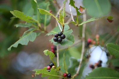 Close-up of berries growing on tree