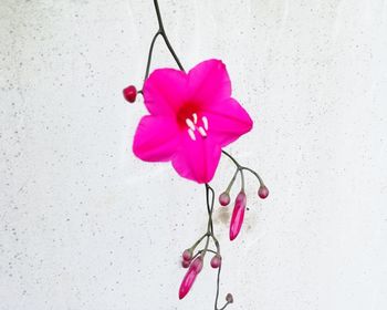 Close-up of pink flower against white background