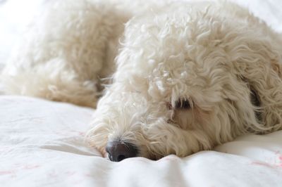 Close-up of dog lying down