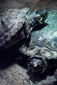 Painted turtles