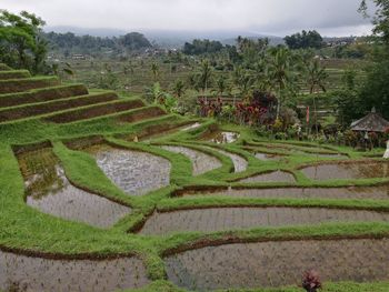 Scenic view of rice field against sky