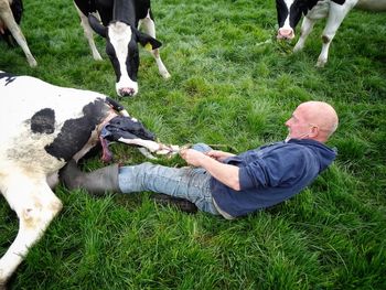 High angle view of man pulling calf giving birth by cow on grassy field