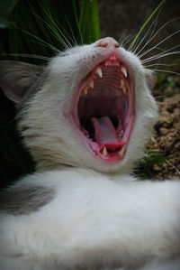 Close-up of cat yawning