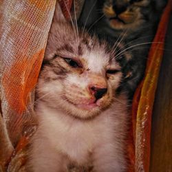 Close-up portrait of a cat