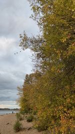 View of birds flying over trees