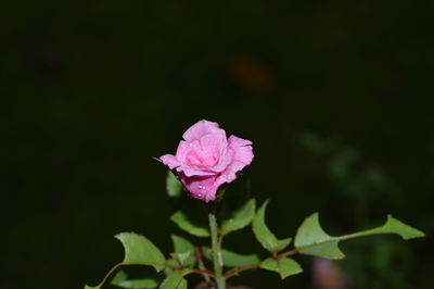 Close-up of pink roses