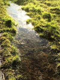 Grass growing on field
