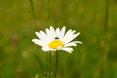 Close-up of daisy flowers blooming in field