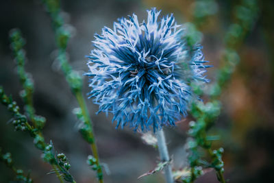 Close-up of dandelion