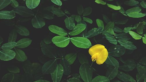 Close-up of yellow flowering plant