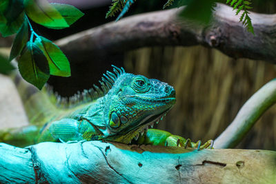 Close-up of lizard on tree