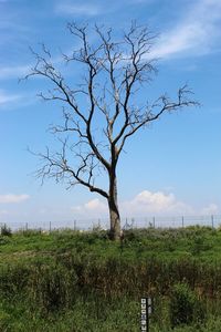 Bare tree on field against sky