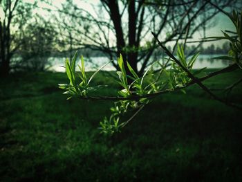 Close-up of plant growing outdoors