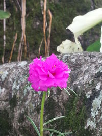 Close-up of pink flower blooming outdoors