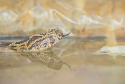 Close-up of turtle swimming in sea