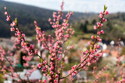 Close-up of pink flowering plant