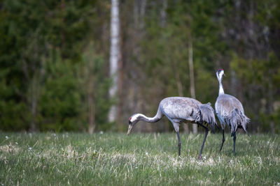 View of birds on land