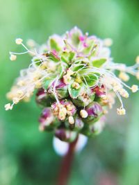 Close-up of flowers