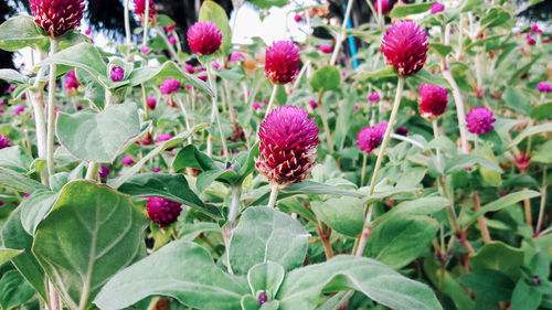 Flowers blooming outdoors