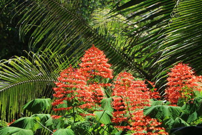 Close-up of red flowering plants