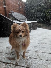 Portrait of dog on footpath