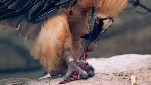 Close-up of a bird