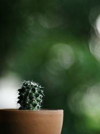 Close-up of small cactus flower pot