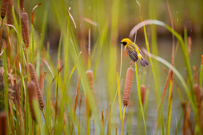 View of bird perching on plant