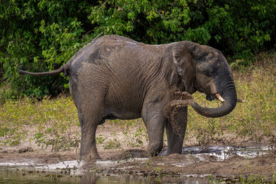 African elephant blows muddy water over leg