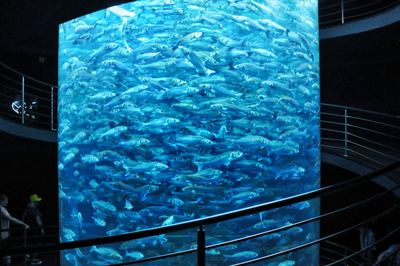 Fish swimming in pool