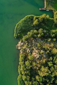 High angle view of trees by calm lake